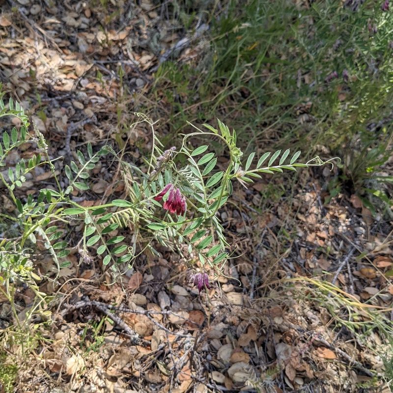 Vicia benghalensis, photographed by Dominic Gentilcore