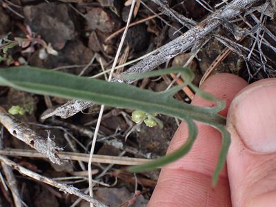 Crepis atribarba, photographed by Shane Johnson