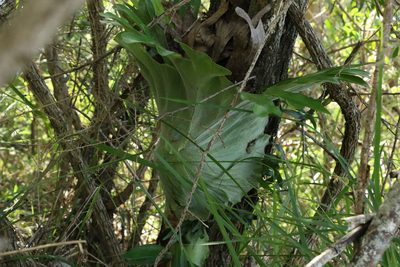 Platycerium superbum, photographed by Greg Tasney