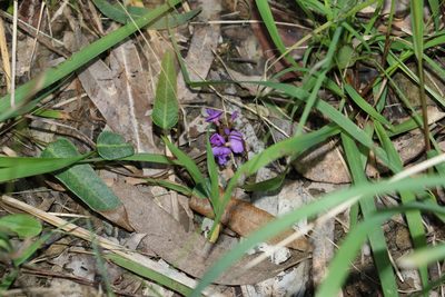 Hardenbergia violacea, photographed by Greg Tasney