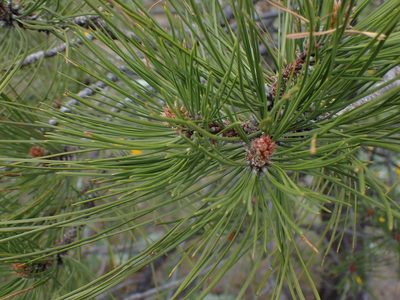 Pinus ponderosa, photographed by Shane Johnson