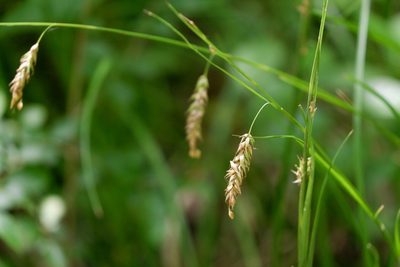 Carex cherokeensis, photographed by Bonnie Semmling