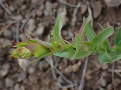 Linaria dalmatica, photographed by Shane Johnson