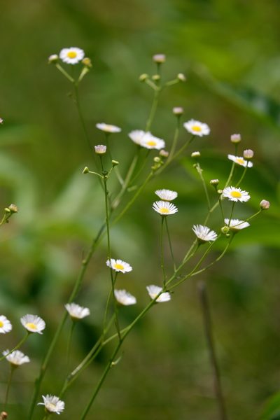 Erigeron allisonii, photographed by Bonnie Semmling