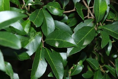 Elaeocarpus obovatus, photographed by Greg Tasney