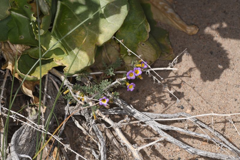 Phacelia bicolor, photographed by Trevor Van Loon