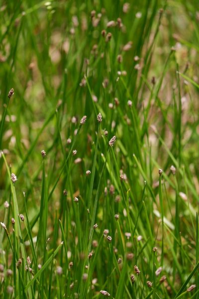 Eleocharis bifida, photographed by Bonnie Semmling