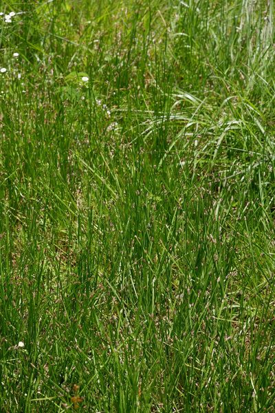 Eleocharis bifida, photographed by Bonnie Semmling