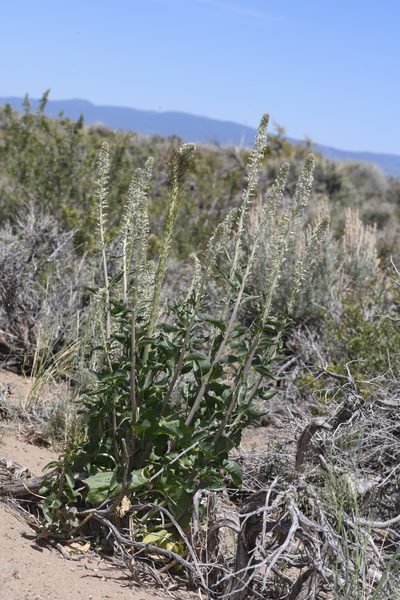 Thelypodium milleflorum, photographed by Trevor Van Loon