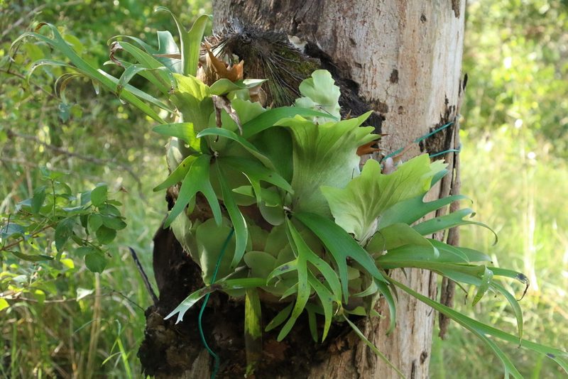 Platycerium bifurcatum, photographed by Greg Tasney