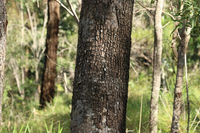 Corymbia tessellaris, photographed by Greg Tasney
