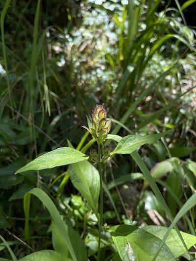 Yeatesia viridiflora, photographed by Brandon Corder