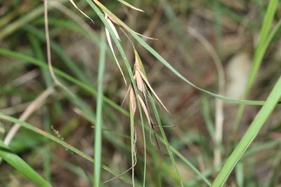 Themeda triandra, photographed by Greg Tasney