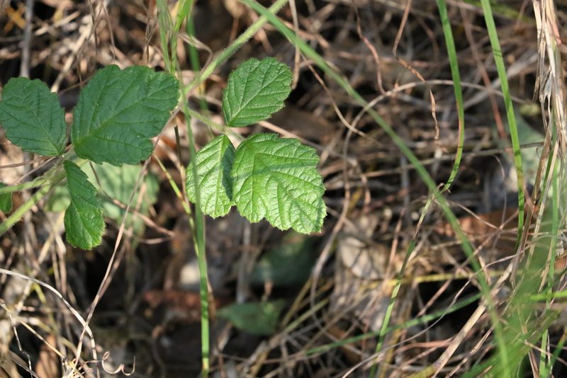 Rubus parvifolius, photographed by Greg Tasney