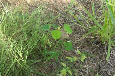 Homalanthus populifolius, photographed by Greg Tasney