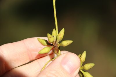 Eucalyptus siderophloia, photographed by Greg Tasney