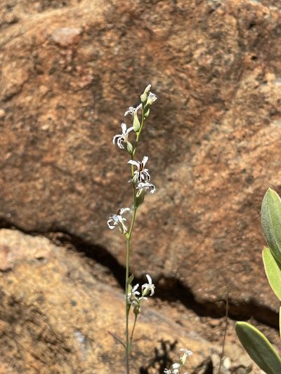 Streptanthus barbiger, photographed by Roger Raiche