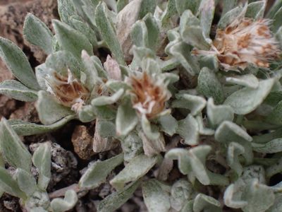 Antennaria dimorpha, photographed by Shane Johnson