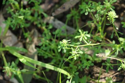 Poranthera microphylla, photographed by Greg Tasney