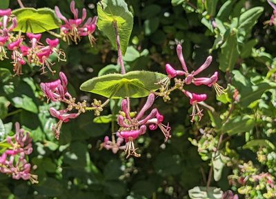 Lonicera hispidula, photographed by Dominic Gentilcore
