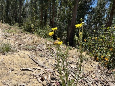 Grindelia hirsutula, photographed by Andrew Lie