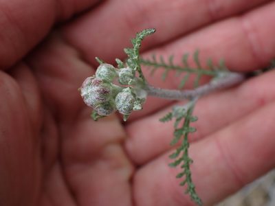 Chaenactis douglasii, photographed by Shane Johnson