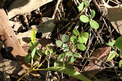 Pullenia gunnii, photographed by Greg Tasney