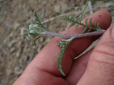 Chaenactis douglasii, photographed by Shane Johnson