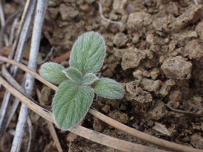 Phacelia hastata, photographed by Shane Johnson
