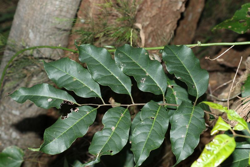 Euroschinus falcatus, photographed by Greg Tasney