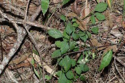 Causonis clematidea, photographed by Greg Tasney