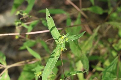 Sigesbeckia orientalis, photographed by Greg Tasney