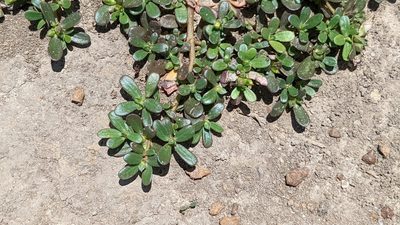 Portulaca oleracea, photographed by Joseph Aubert