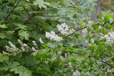 Ceanothus sanguineus, photographed by Ken-ichi Ueda