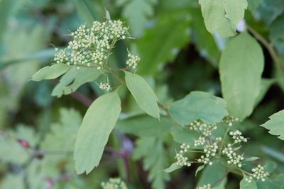 Spiraea lucida, photographed by Ken-ichi Ueda
