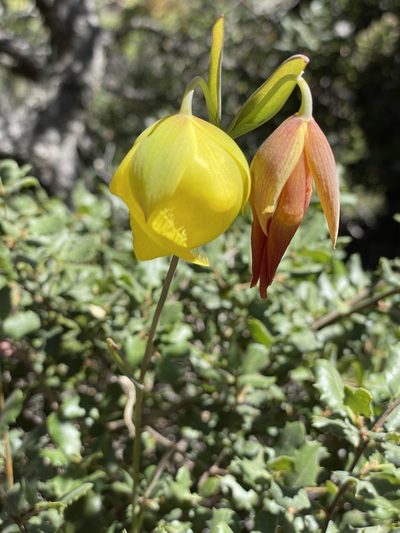 Calochortus raichei, photographed by Roger Raiche