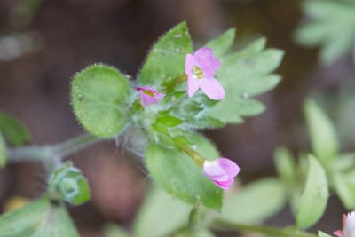 Collomia heterophylla, photographed by Ken-ichi Ueda