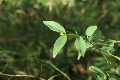 Wikstroemia indica, photographed by Greg Tasney