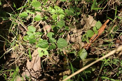Coleus australis, photographed by Greg Tasney