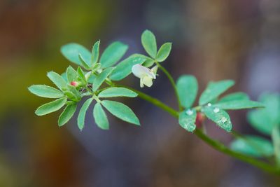 Acmispon parviflorus, photographed by Ken-ichi Ueda