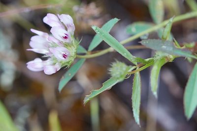 Trifolium willdenovii, photographed by Ken-ichi Ueda