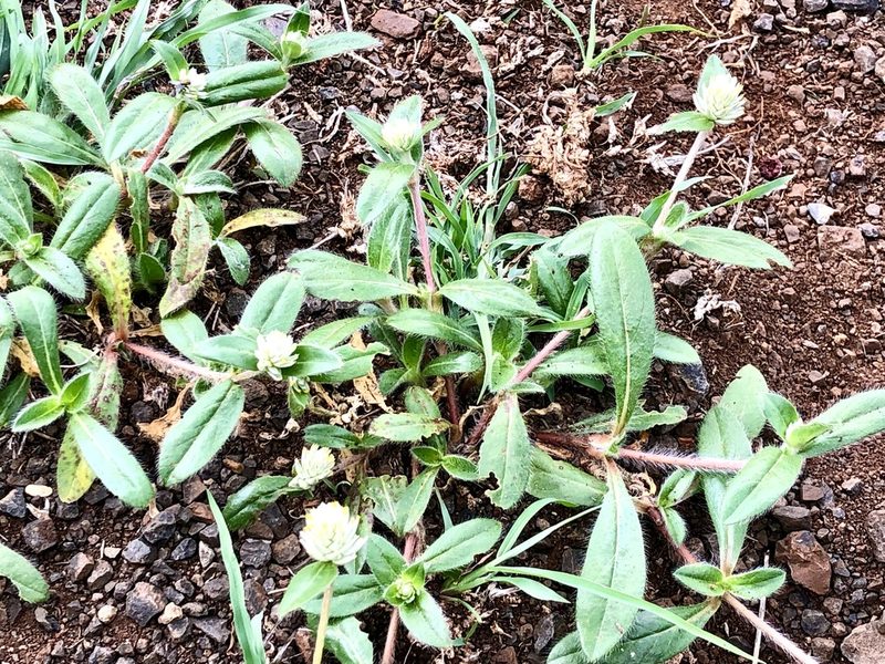 Gomphrena celosioides, photographed by Bert Kimura