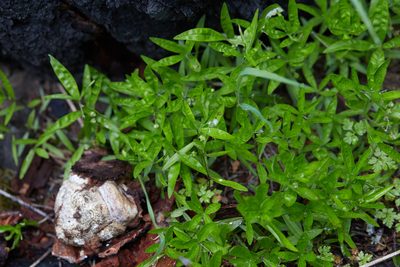 Moehringia macrophylla, photographed by Ken-ichi Ueda