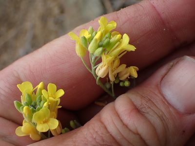 Physaria douglasii, photographed by Shane Johnson