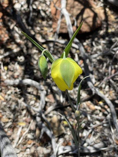 Calochortus raichei, photographed by Roger Raiche