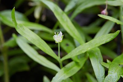 Moehringia macrophylla, photographed by Ken-ichi Ueda