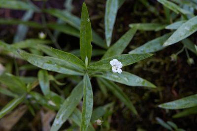 Moehringia macrophylla, photographed by Ken-ichi Ueda
