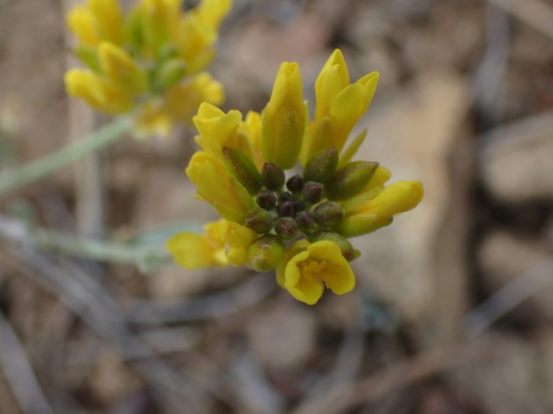 Physaria douglasii, photographed by Shane Johnson