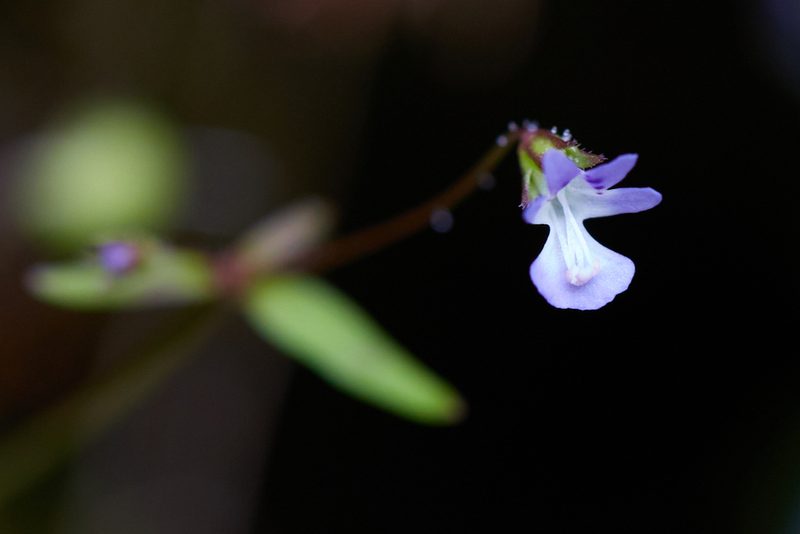 Tonella tenella, photographed by Ken-ichi Ueda