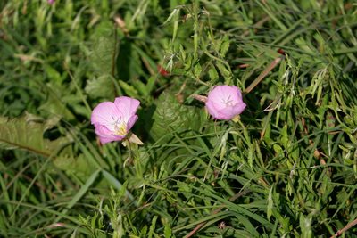 Oenothera speciosa, photographed by Bonnie Semmling